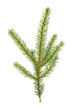 Little cute branch of Christmas spruce. Fir x-mas tree. Real spruce twig with needles. Isolated on white background close up.