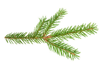 little branch of christmas spruce. fir x-mas tree. real spruce twig with needles. isolated on white 