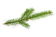 Spruce branch. Fir Christmas Tree. Green pine, spruce branch with needles. Isolated on white background with shadows. Close up top view.