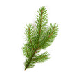 Nice spruce branch. Fir Christmas Tree. Green pine, spruce branch with needles. Isolated on white background with shadows. Close up top view.