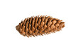 Brown spruce cone. From fir Christmas Tree. Green pine, spruce Isolated on white background. Close up view, high resolution.