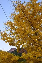 Mt. Yufu Seen Through The Yellow Ginkgo Tree