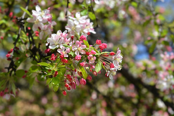 Wall Mural - Japanese flowering crab apple