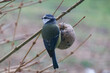 The blue tit came to eat in the winter - Cyanistes caeruleus