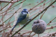 The blue tit came to eat in the winter - Cyanistes caeruleus