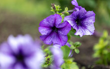 Blue Petunia Flowers In The Ground.