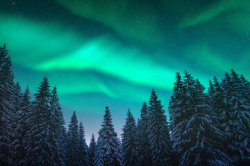 Wall Mural - Aurora borealis. Northern lights in winter forest. Sky with polar lights and stars. Night winter landscape with aurora and pine tree forest. Travel concept