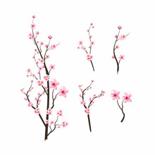 Cherry Blossom With Watercolor Blooming Sakura. Realistic Cherry Blossom Branch Elements. Sakura Flower Branch Illustration. Pink Watercolor Cherry Flower Vector. Japanese Cherry Blossom Vector.