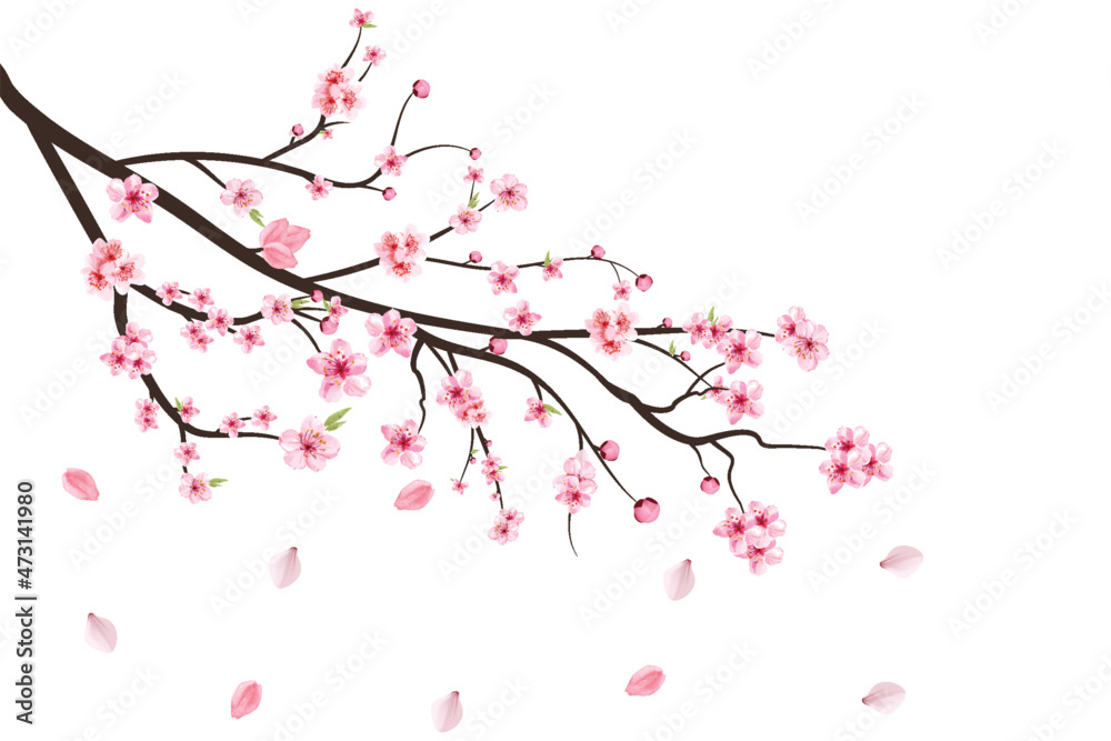 Cherry blossom branch with blooming Sakura. Realistic watercolor cherry ...