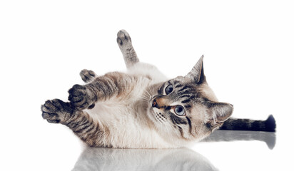 Wall Mural - Thai purebred cat on a white background.