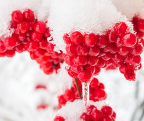 Poster - viburnum in the snow