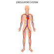 © Инна Харламова - Human circulatory system. Heart anatomy, circulatory system, human blood artery, medical illustration of blood circulation in human body, realistic flat design.