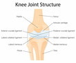 Human Knee joint anatomy. Ligaments of the knee. Anterior and Posterior cruciate ligaments, Patellar and Quadriceps, tendons, Medial and Lateral collateral ligaments. Vector flat illustration