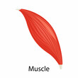 Human muscle icon, vector illustration flat style design isolated on white. Colorful graphics