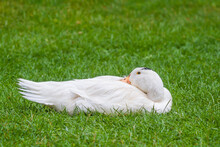 Mulard Duck Sits In The Green Grass With His Head Turned