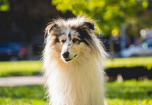 Portrait Of Cute Rough Collie Dog At The Park.