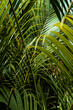 Piękne słoneczne tropikalne tło, zielone liście palm.