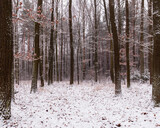 Fototapeta Tęcza - las zimą
