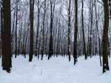 Fototapeta Tęcza - zima w lesie