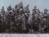 Fototapeta Tęcza - zima w lesie