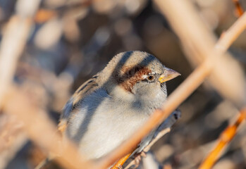 portrait of a large beautiful sparrow