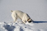 Fototapeta Psy - white dog without tail standing in white snow with his head in the snow