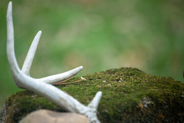 Wall Mural - whitetail buck antler shed on a mossy rock pile