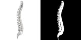 Fototapeta  - 3D rendering illustration of a stylized human spine anatomy