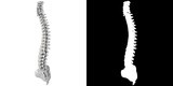 Fototapeta  - 3D rendering illustration of a stylized human spine anatomy
