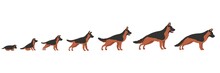 Dog Growth. Stage Progression Growing Dogs, Life Cycle From Puppy To Adult, Grow Up, Small Animal, Canine Baby, Set Decent Cartoon Vector Illustration
