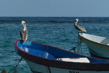 Closeup Of A Couple Of Pelicans Standing Looking At Themselves Each Other, On Couple Small Boats.