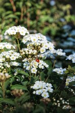 Red Ladybug Creeps On A White Spirea Flowers