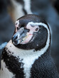 Ein charmanter Pinguin