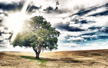 Wall Mural - Isloated trees on a beautiful countryside. Sun light rays coming from the sky