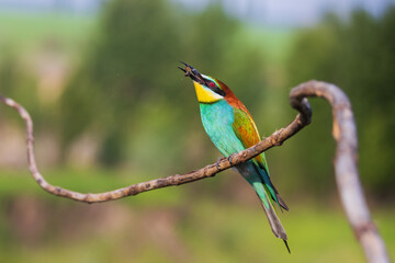 Wall Mural - bee-eater with a bee in its beak sits on a branch