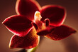 Orchidee pink dunkelrot Nahaufnahme Platz für Text