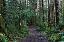 Walking Trail In The Middle Of The Mount Benson Forest