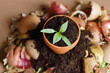 © teatian - Organic waste, heap of bio compost with decomposed organic matter and plant seedling in a flower pot on top , closeup, zero waste, eco friendly, waste recycling concept