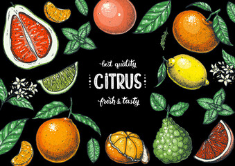 Wall Mural - Fresh citrus frame. Hand drawn vector illustration. Organic food, citrus design template. Colored illustration. Citrus collection.