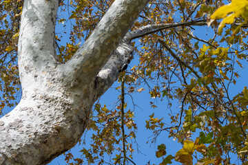 Sycamore Tree and Sky 2