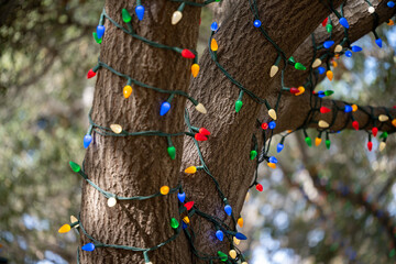 Tree with Holiday Lights 2