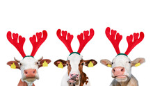 Shoeless Joe Weihnachts-Girlande Mit Lustigen Highland-Kühen In Weihnachtsmützen - Ca. 1 Meter