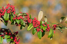 Close Up Of Cotoneaster Berries On The Tree