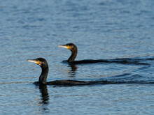 A Pair Of Cormorants (Phalacrocorax Carbo) Swimming In Tandem At The RSPB Dearne Valley Old Moor, A Nature Reserve In Barnsley, South Yorkshire.