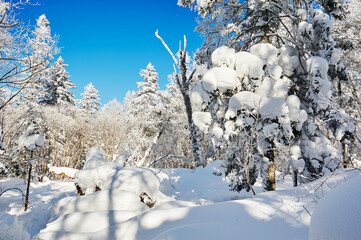 The beautiful forests covered with snow in Laolikehu scenic spot Helong city Jilin province, China.