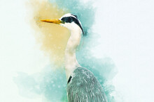 Watercolor - Portrait Of A Heron. Hand Drawn Watercolor Heron Perfect For Design Greeting Card Or Print.