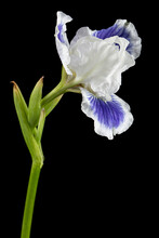Blue White Striped Flower Of Iris, Isolated On Black Background