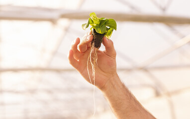 Crop faceless male horticulturist showing lettuce seedling in hothouse