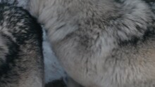 Gray Timber Wolf Dogs At Parc Omega In Montebello, Quebec Canada. Close Up Shot
