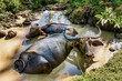 A mother carabao (Bubalus bubalis), a species of water buffalo, and her calf wallowing in muddy water in the Philippines, on Mindoro Island.